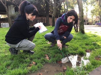 Los relevamientos semanales de cuerpos de agua en espacios verdes de la Ciudad que hace el GEM.