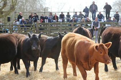 Los remates son una fuente de ingreso en las rurales del interior