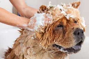 Los mejores remedios caseros para combatir las pulgas de los perros y gatos