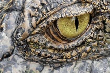 Los reptiles conservan estas membranas que les ayudan a humedecer los ojos