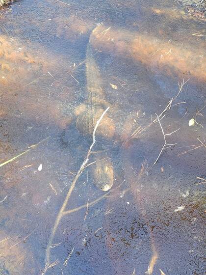 Los reptiles sobreviven a las bajas temperaturas en Estados Unidos