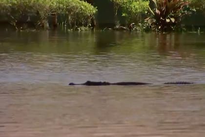 Los reptiles son más activos durante la noche y el amanecer
