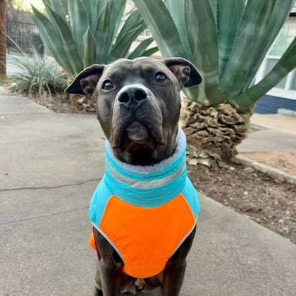 Los requisitos de adopción consisten en documentación y el pago de una cuota (Facebook/Austin Animal Services)