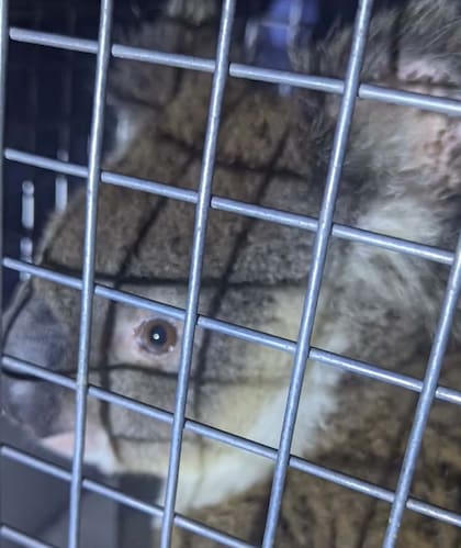 Los rescatistas comprobaron que se encontraba en buen estado de salud (Foto: Facebook Koala Rescue Brisbane South Inc.)