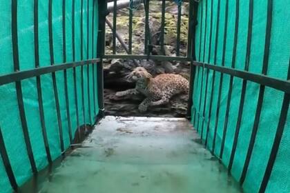 Los rescatistas estuvieron casi 20 minutos hasta hacer entrar al leopardo a la jaula de rescate