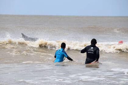 Los rescatistas se dirigen aguas adentro para observar el estado de la ballena, durante el procedimiento realizado el domingo 3 de octubre