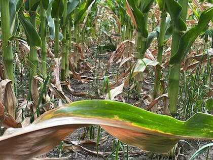 Los residentes del sur de Florida deberán atender varias precauciones con el agua en medio de la sequía