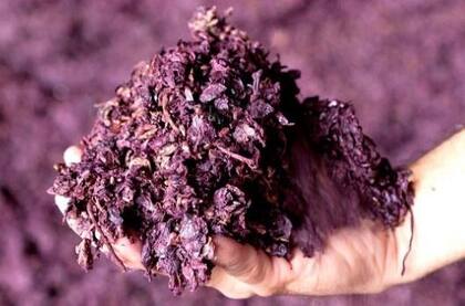 Los residuos de la industria vitivinícola son excelentes para elaborar cremas para la cara