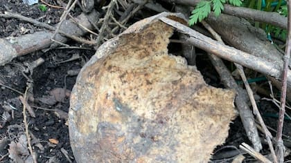 Los restos de huesos humanos que encontró Ann Mathers en su patio en Dudley