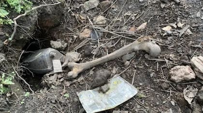 Los restos de huesos humanos que encontró Ann Mathers en su patio en Dudley