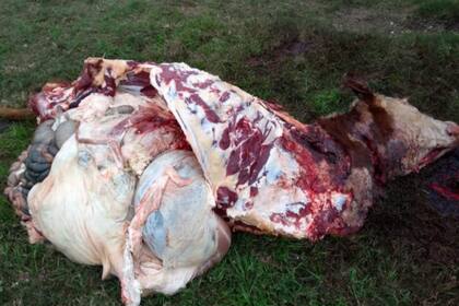 Los restos de los animales que abandonan los delincuentes