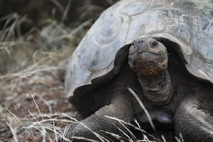 Investigan la muerte violenta de varias de las icónicas tortugas en Galápagos