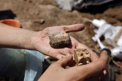 Los restos de otro gliptodonte son retirados de las rocas
