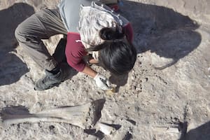 El yacimiento de dinosaurios que empezó con el hallazgo fortuito de un vecino y hoy revoluciona al mundo