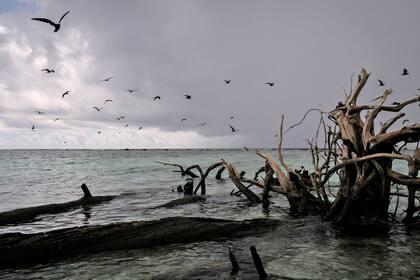 Los restos de un árbol caído en un área anteriormente seca y habitada, cerca de la isla de Tetongo
