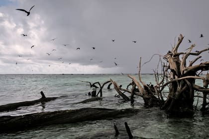 Los restos de un árbol caído en un área anteriormente seca y habitada, cerca de la isla de Tetongo