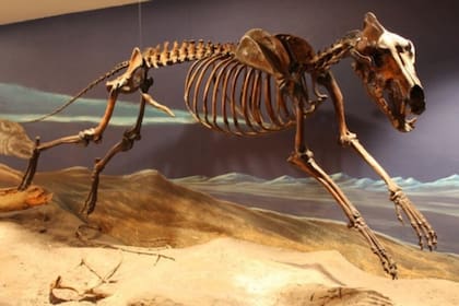 Los restos de un lobo terrible en el Museo del Rancho La Brea