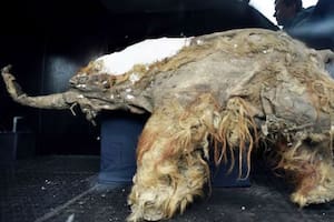 Extrajeron el ARN de una cría de mamut que murió acosada por leones de las cavernas hace 40.000 años