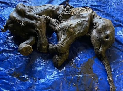Los restos del ejemplar de mamut lanudo podrían tener hasta 30,000 años de antigüedad y se trata de uno de los principales hallazgos en la historia de Norteamérica