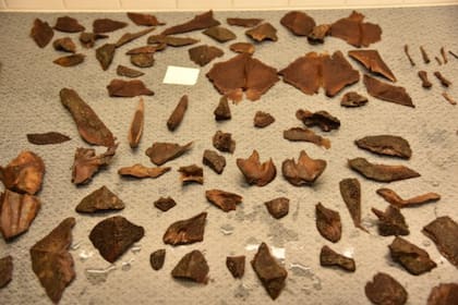 Los restos del esturión de más de 500 años