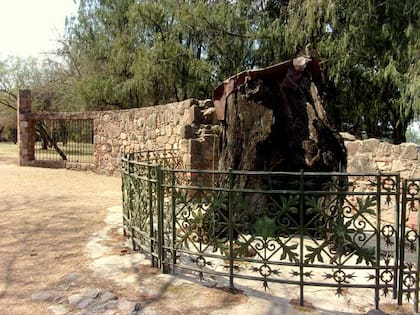 Los restos del histórico nogal en el parque de la Estancia jesuítica de Jesús María. 