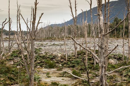 Los restos del paso del flujo piroclástico por la la erupción del Chaitén. Una nube ardiente de gases y material volcánico que se desplazó por toda la región hace 15 años y que modificó hasta el cauce de los ríos.