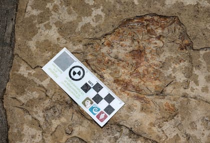 Los restos del pez prehistórico