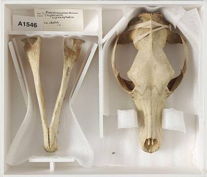 Los restos del último tigre de Tasmania proporcionados por el TMAG