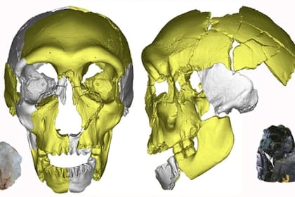 Los restos encontrados incluyen cráneos grandes y dientes enormes, más grandes que los de los neandertales y Homo sapiens