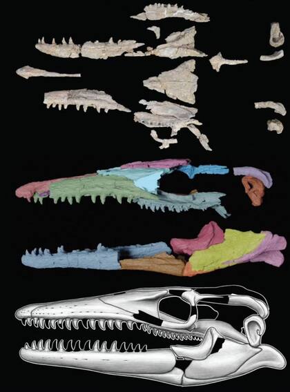 Los restos fósiles del Jormungandr walhallaensis hallados en Dakota del Norte en 2015 permiten hacer la reconstrucción de la bestia que vivió en el Cretácico y que se encuentra en el camino entre dos tipos diferentes de mososaurios
