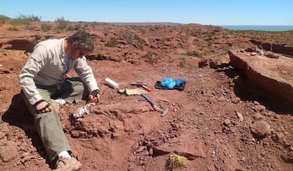 Los restos fósiles fueron hallados por Juan Porfiri, paleontólogo de la Universidad Nacional del Comahue 