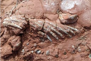 El sorprendente hallazgo paleontológico de una profesora mientras caminaba por una playa en Canadá