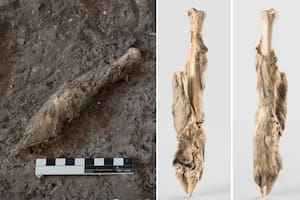 Encontraron una oveja momificada de 1600 años perfectamente conservada en sal