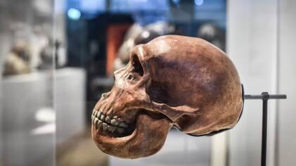 Los restos óseos de los neandertales revelan que tenían un cerebro casi tan grande como el de los actuales humanos, por lo cual se puede presumir que eran inteligentes y capaces de resolver problemas