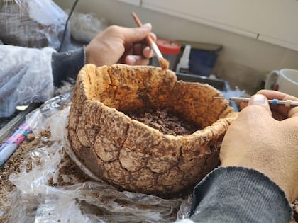 Los restos paleontológicos fueron recuperados y tratados en el Museo Scaglia, de Mar del Plata