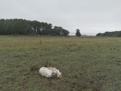 Los restos que quedaron en el campo de Vázquez