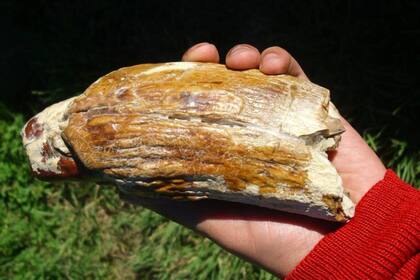 Los restos se encuentran en dos museos del sur argentino