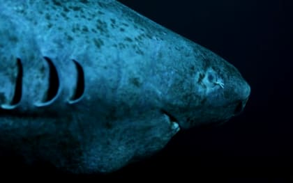 Los resultados de la investigación acerca de la longevidad de los tiburones de Groenlandia podrían dar claves para alargar la vida de los seres humanos
