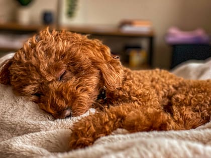 Los resultados revelaron diferencias interesantes entre los distintos estilos de vida caninos