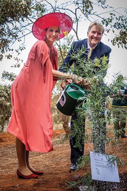 Los reyes de los Países Bajos en el bosque de Thogoto, donde plantaron juntos un árbol. Para moverse con mayor comodidad, Máxima cambió los stilettos por unas ballerinas de terciopelo.
