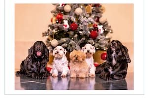 Perros, campos y familia: los originales saludos de la realeza en Navidad