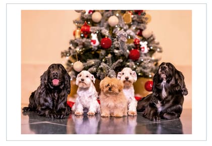 Los reyes eméritos Juan Carlos I y doña Sofía rompieron el molde este año: eligieron un saludo protagonizado por los cinco perros de la Reina, retratados frente al árbol de Navidad en la Zarzuela. En la imagen aparecen dos cocker spaniel negros, dos schnauzer miniatura blancos y un pequeño peekapoo