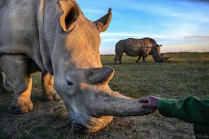 La subrogación del vientre de una rinoceronte blanca podría salvar de la extinción a esa especie