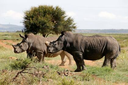 Los rinocerontes son una especie en peligro de extinción