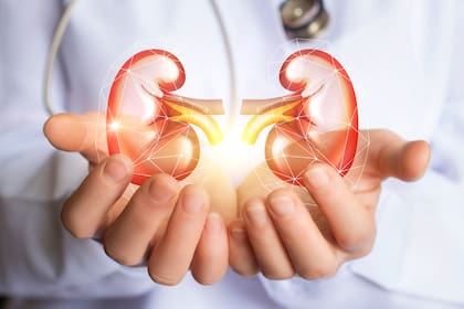 Los riñones tienen la función de eliminar toxinas del cuerpo
