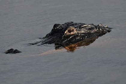 Los ríos y lagos de Florida están repletos de caimanes