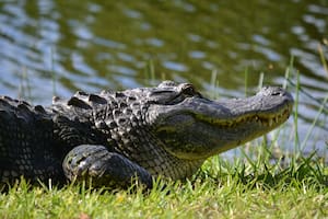 Estos son los cinco lagos de Florida más infestados de caimanes