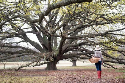 Los robles son árboles robustos y longevos. En invierno, caen sus hojas y dejan si silueta expuesta