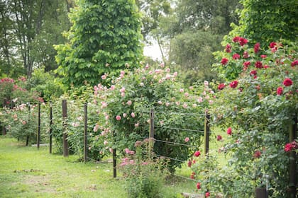 Los rosales arbustivos pueden lucirse contra los alambrados perimetrales.