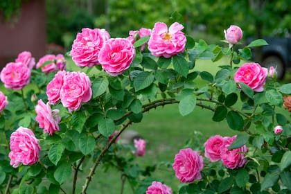 Los rosales no florecen de manera continua por sí solos, necesitan pequeñas intervenciones que los estimulen a producir nuevos brotes